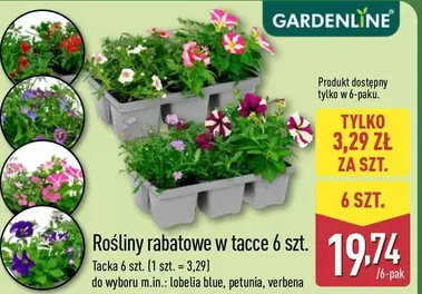 Blue - Rośliny rabatowe