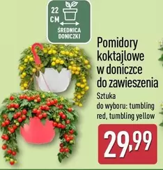 Pomidory koktajlowe w doniczce do zawieszenia