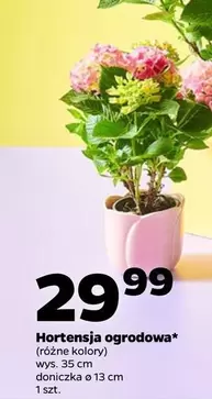 Hortensja ogrodowa