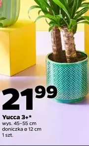 Yucca 3++