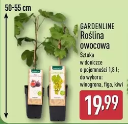 Roślina owocowa