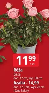Róża Gasa