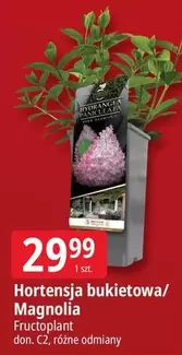 Magnolia - Hortensja bukietowa/ Fructoplant