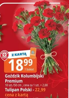 Tulipan - Goździk Kolumbijski Premium