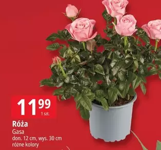 Róża Gasa