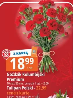 Tulipan - Goździk Kolumbijski Premium