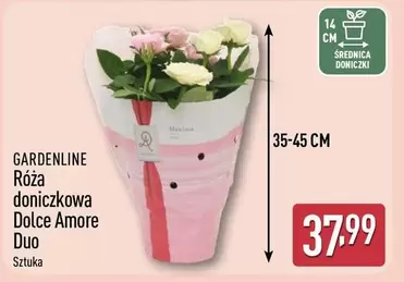Róża doniczkowa Dolce Amore Duo