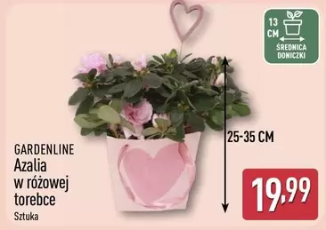 Azalia w różowej torebce