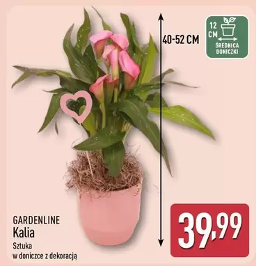 Kalia