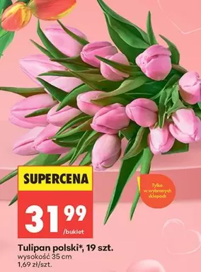 Tulipan - polski