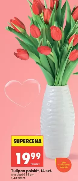Tulipan - polski
