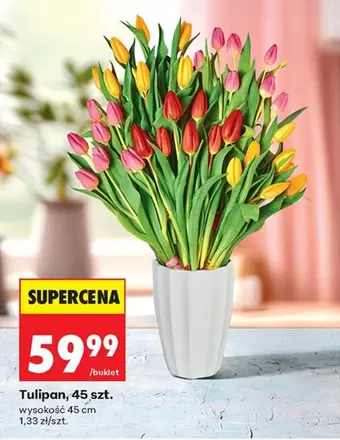 Tulipan -