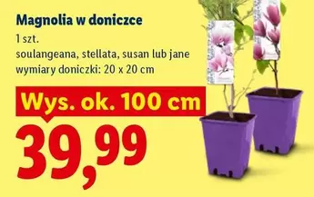Magnolia - w doniczce