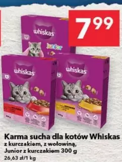 Karma sucha dla kotów