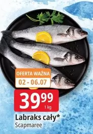 Labraks cały