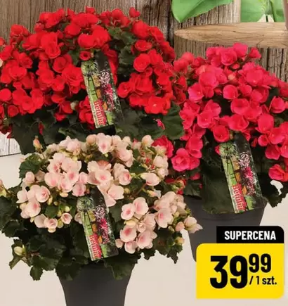 Begonia
