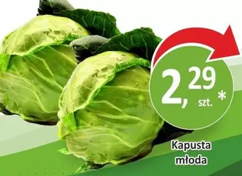 Kapusta mloda