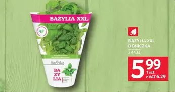 Ba - BAZYLIA XXL DONICZKA 24433