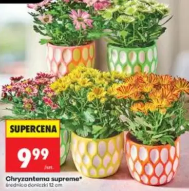 Supreme - Chryzantema supreme