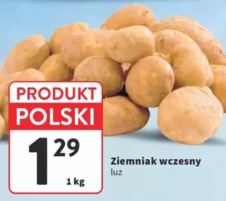 Ziemniak wczesny luz