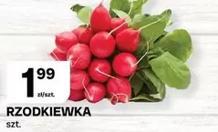 Rzodkiewka