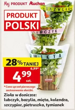 Zioła w doniczce: lubczyk, bazylia, mięta, kolendra, szczypior, pietruszka, tymianek