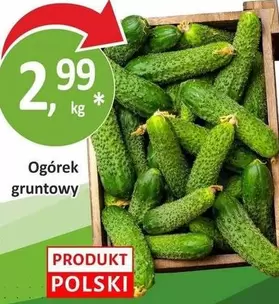 Ogórek gruntowy