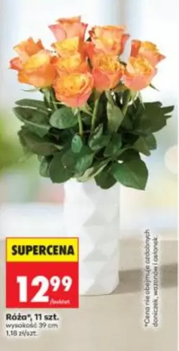 Róża