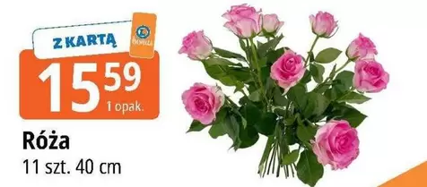 Róża
