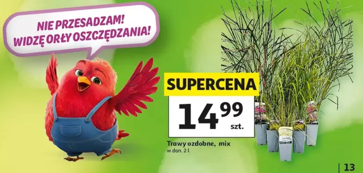 Mix - Trawy ozdobne, mix