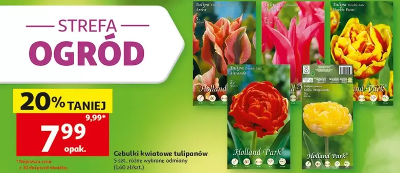 Ok - Cebulki kwiatowe tulipanów