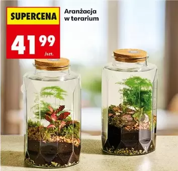 Aranżacja w terarium