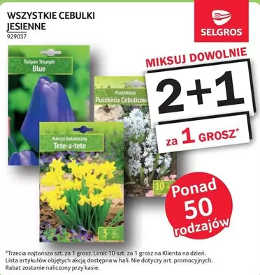 Tulipan - WSZYSTKIE CEBULKI JESIENNE 929037