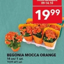 BEGONIA MOCCA ORANGE