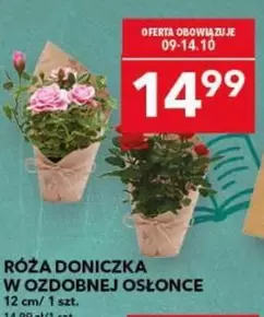 Róża doniczkowa