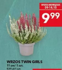 WRZOS TWIN GIRLS