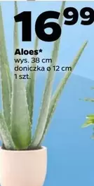 Aloes
