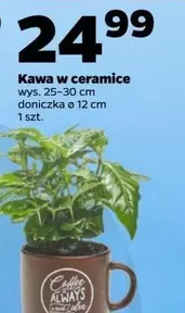 Kawa w ceramice