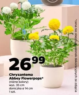 Chrysanthema Abbey Flowerpops*
