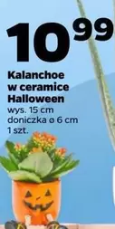 Kalanchoe w ceramice Halloween