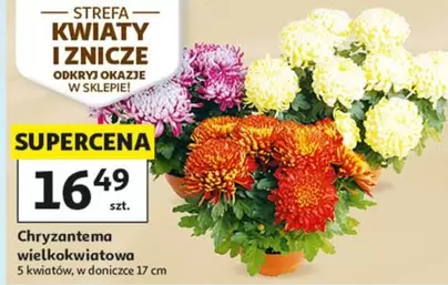 Chryzantema wielkokwiatowa