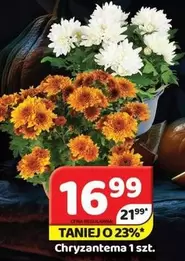 Chryzantema