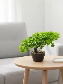 Roślina dekoracyjna bonsai w doniczce