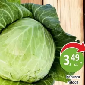 Kapusta młoda