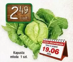 Kapusta mloda