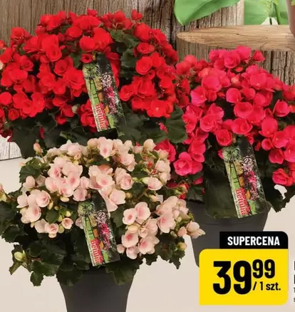 Begonia