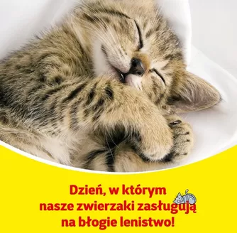 Katalog Kakadu w: Kielce | Najlepsze oferty dla wszystkich klientów | 2025-11-30T00:00:00.000Z - 2025-12-14T00:00:00.000Z