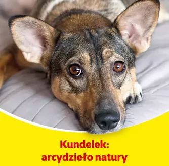 Katalog Kakadu w: Łaszczów | Aktualne promocje specjalne | 2025-12-06T00:00:00.000Z - 2025-12-20T00:00:00.000Z