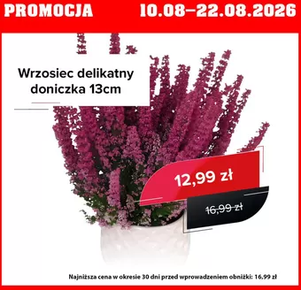 Katalog Szarotka w: Margonin | Promocja do 22.08 | 2026-08-10T00:00:00.000Z - 2026-08-22T00:00:00.000Z