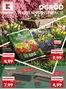 Katalog Kaufland w: Alwernia | Świetna oferta dla wszystkich klientów | 2026-03-26T00:00:00.000Z - 2026-03-31T00:00:00.000Z